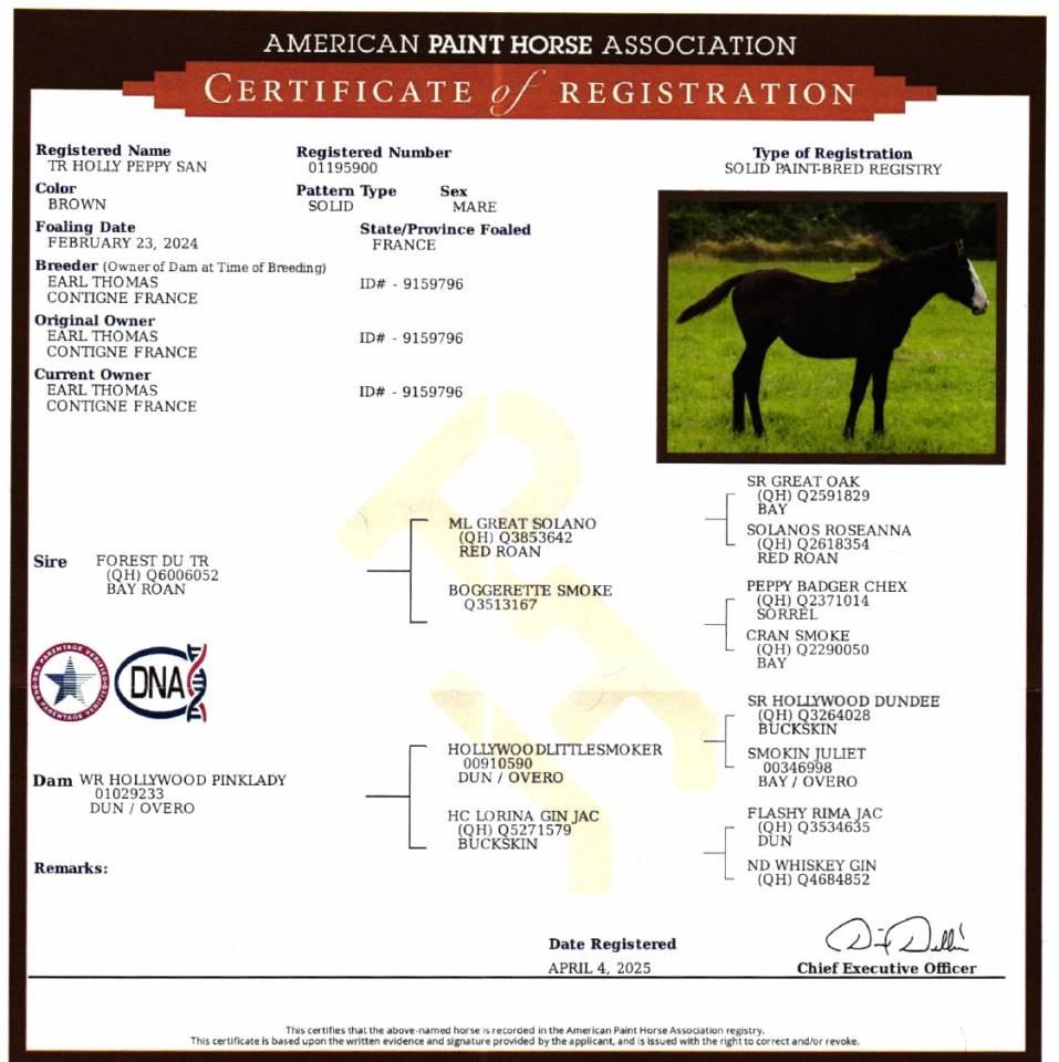Mare Paint For sale 2024 Brown