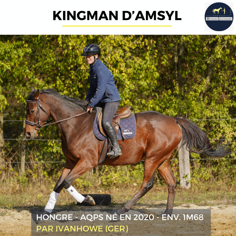 Gelding AQPS For sale 2020 Bay