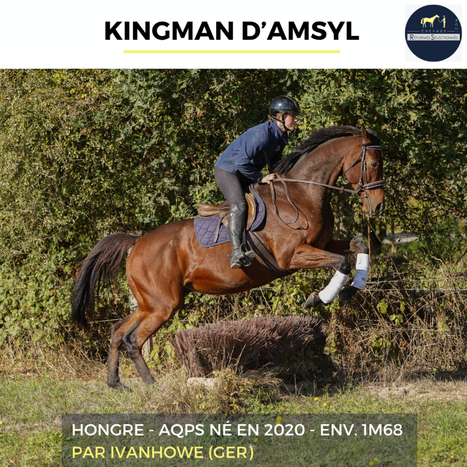 Gelding AQPS For sale 2020 Bay
