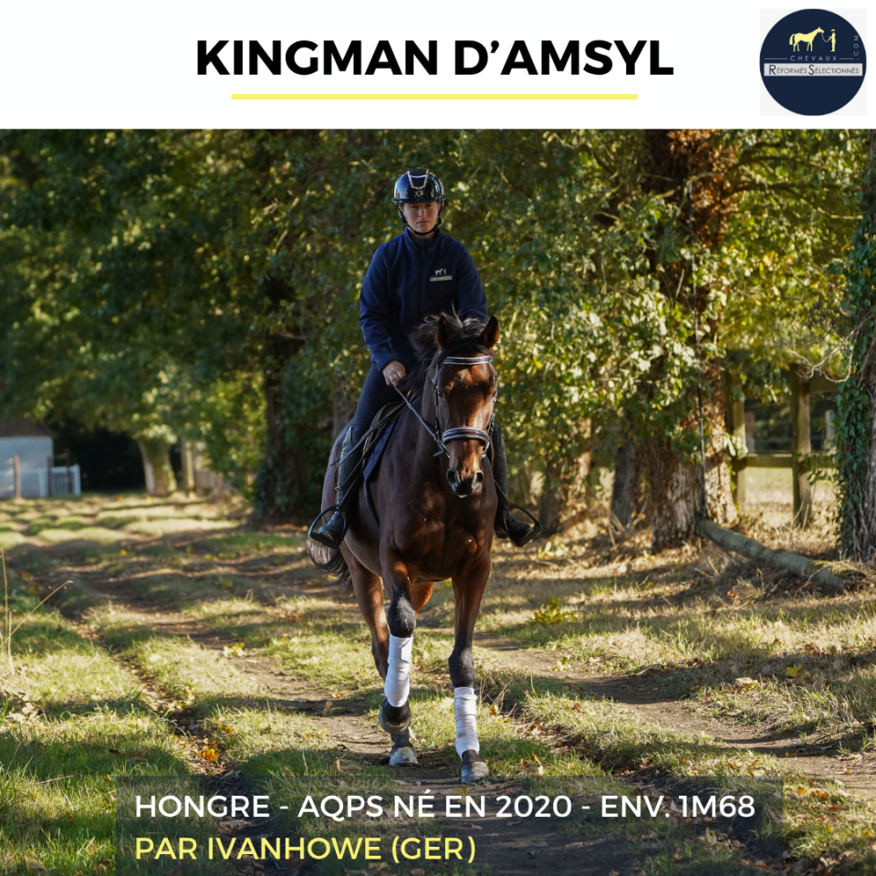 Gelding AQPS For sale 2020 Bay