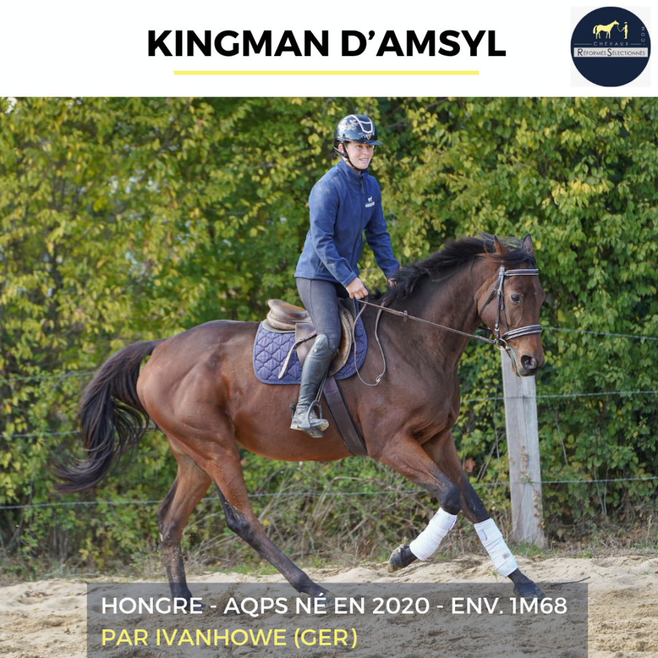 Gelding AQPS For sale 2020 Bay