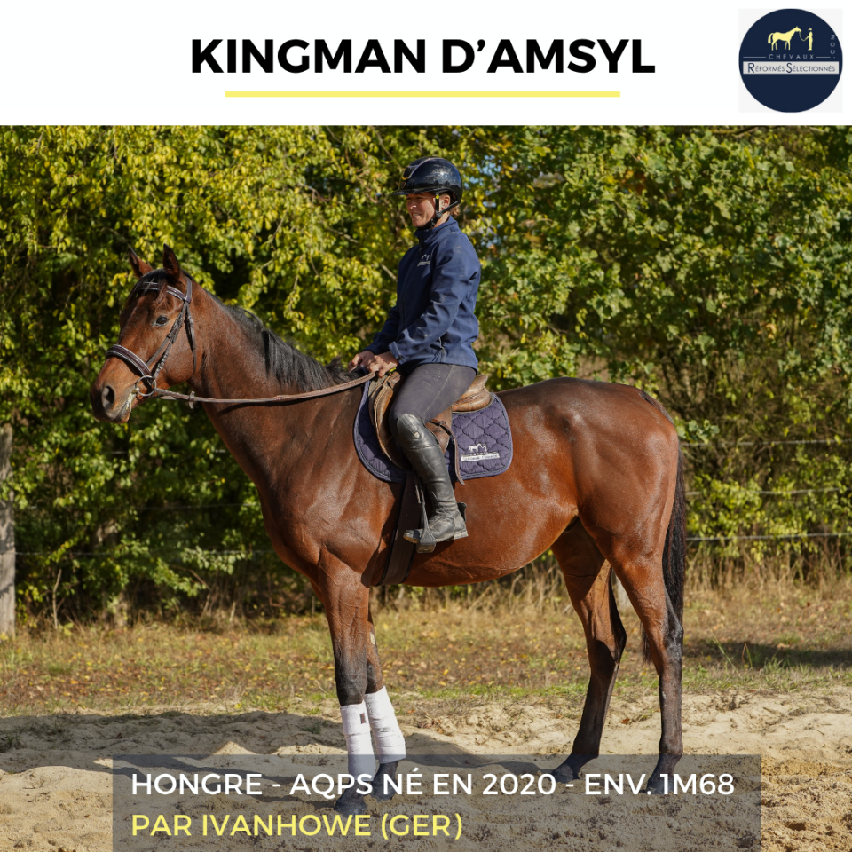 Gelding AQPS For sale 2020 Bay