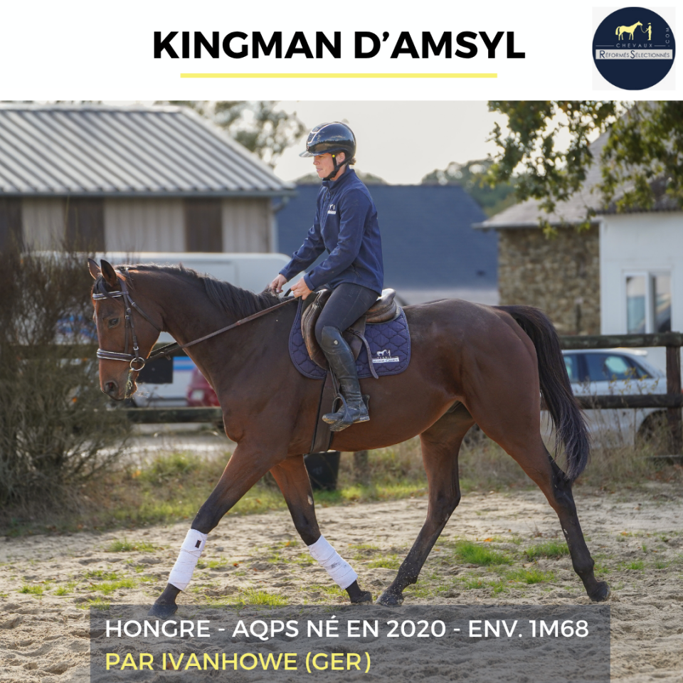 Gelding AQPS For sale 2020 Bay