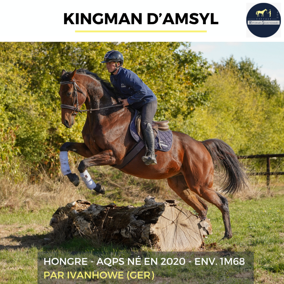 Gelding AQPS For sale 2020 Bay