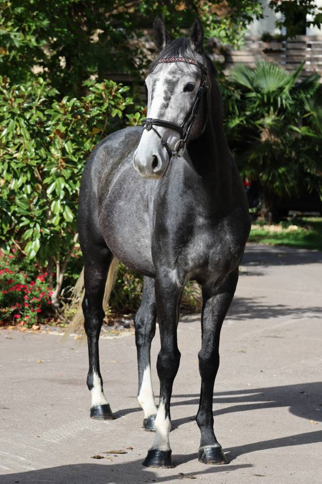 Gelding Selle Fran&ccedil;ais For sale 2021 Grey