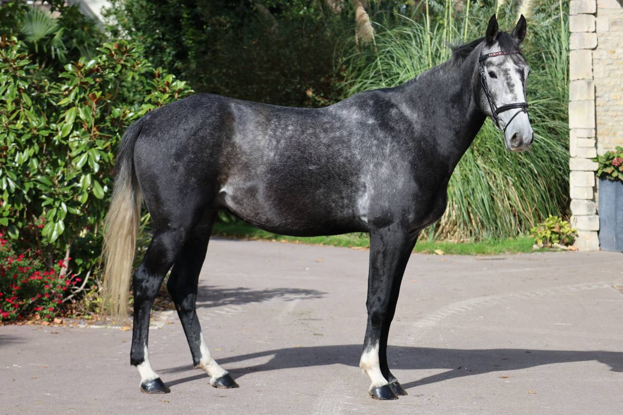Gelding Selle Fran&ccedil;ais For sale 2021 Grey