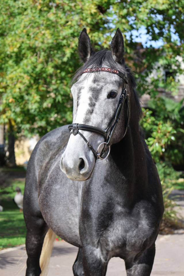 Gelding Selle Fran&ccedil;ais For sale 2021 Grey
