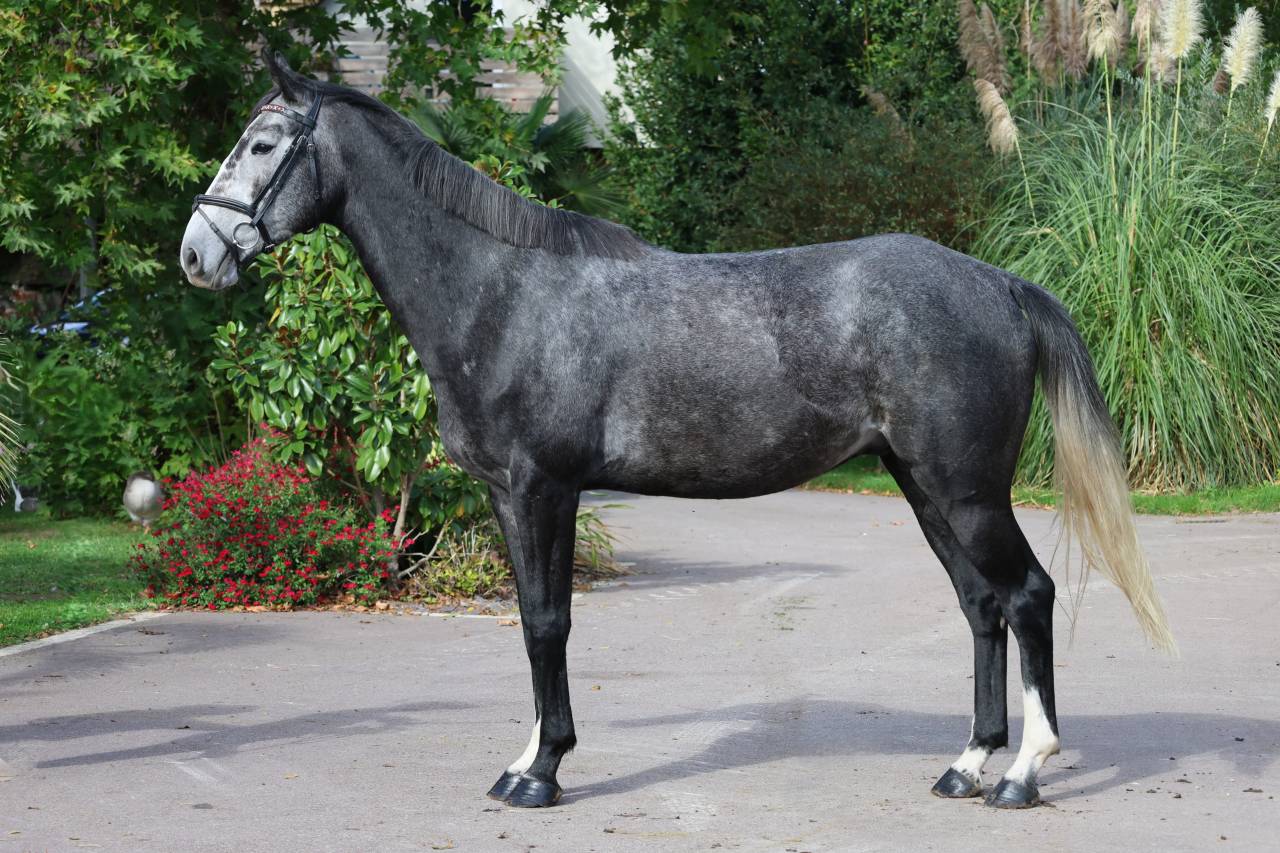 Gelding Selle Fran&ccedil;ais For sale 2021 Grey