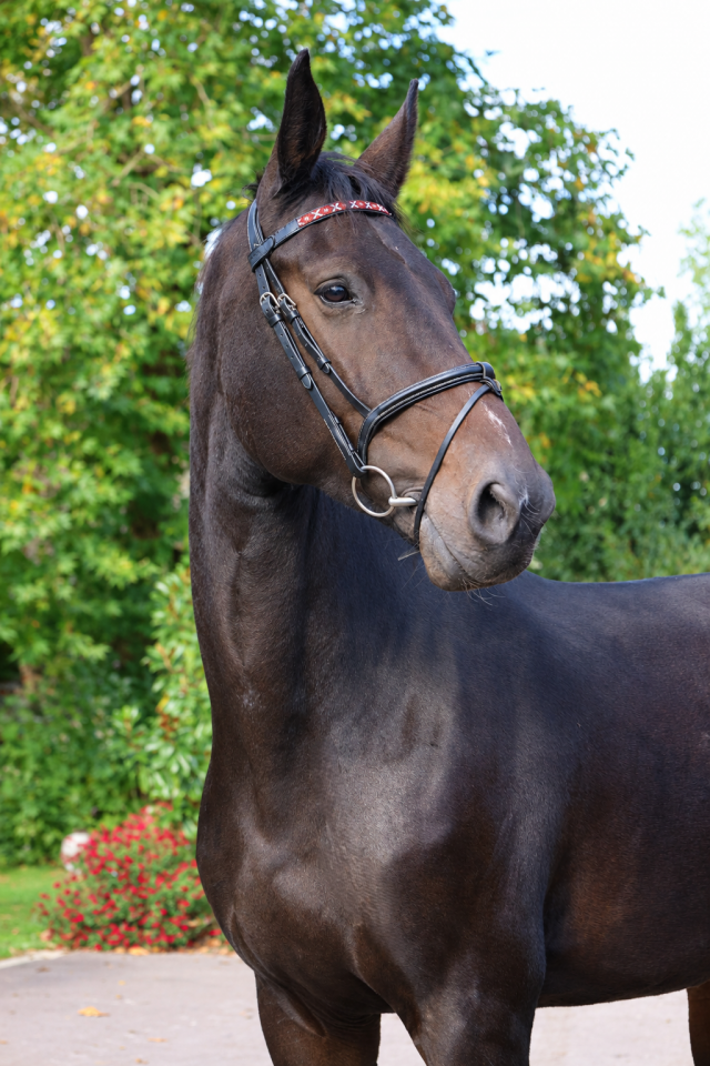 Mare Selle Fran&ccedil;ais For sale 2021 Bay