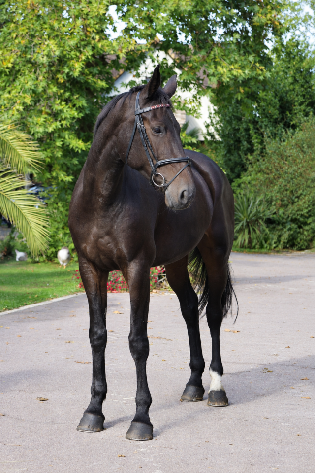 Mare Selle Fran&ccedil;ais For sale 2021 Bay
