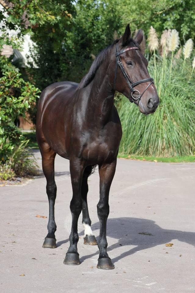 Mare Selle Fran&ccedil;ais For sale 2021 Bay