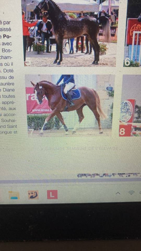 Stallion Anglo-Arabian For sale 2014 Chesnut