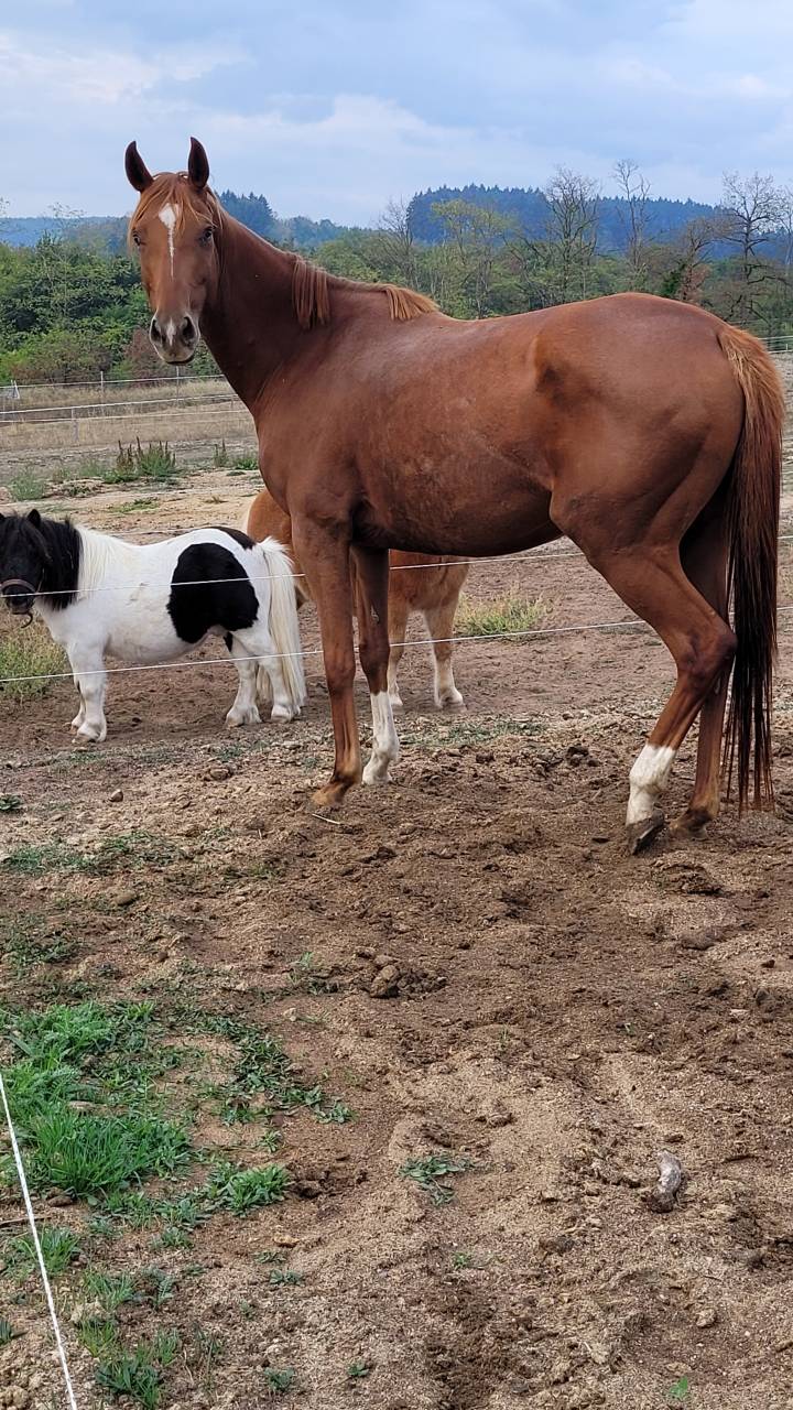 Mare English Thoroughbred Free 2020 Chesnut