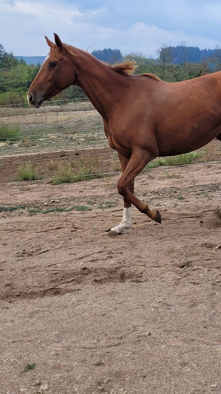 Mare English Thoroughbred Free 2020 Chesnut