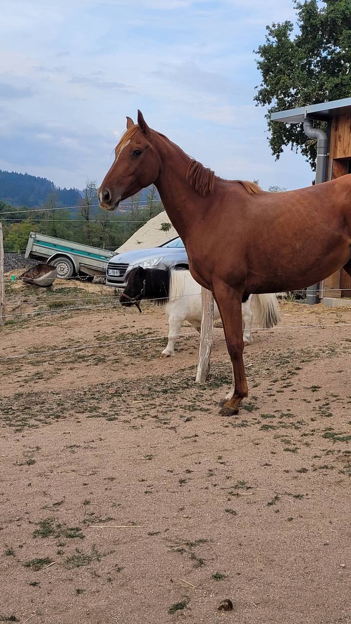 Mare English Thoroughbred Free 2020 Chesnut