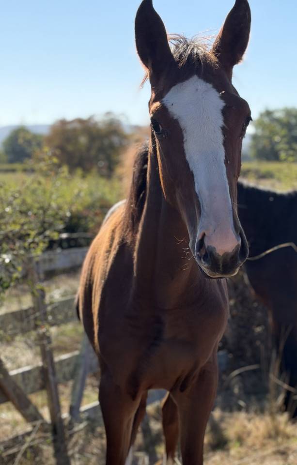Filly Selle Fran&ccedil;ais For sale 2026 Bay