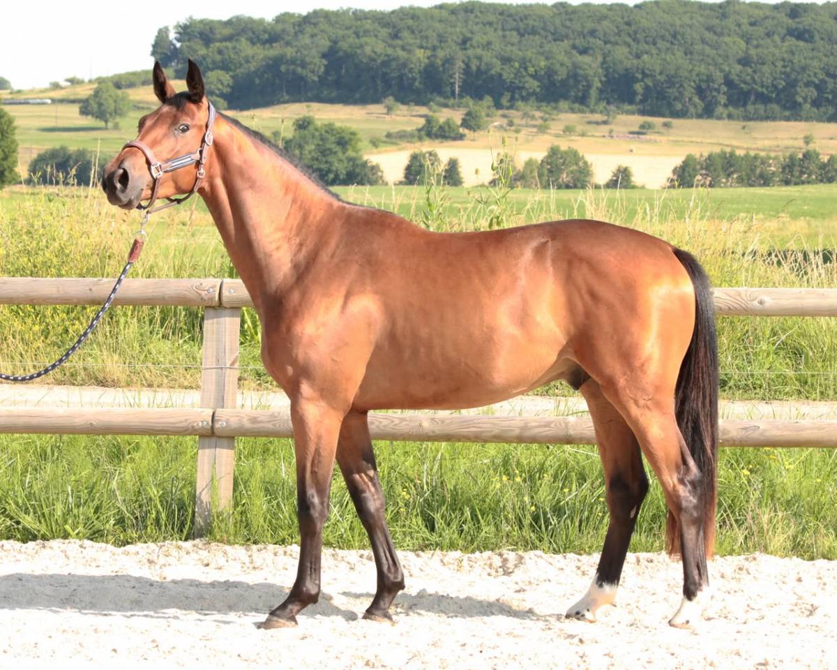 Gelding Selle Fran&ccedil;ais For sale 2022 Bay