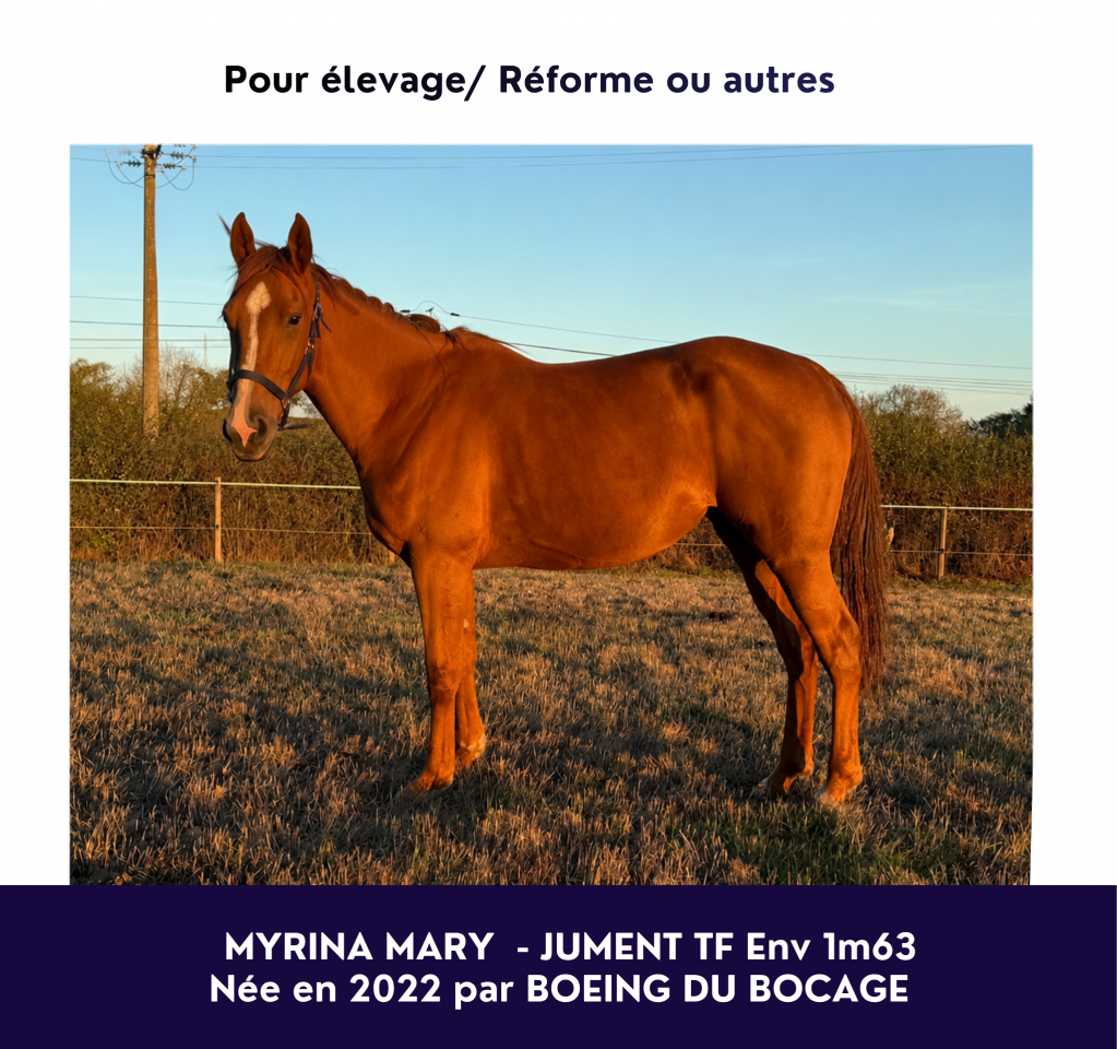 Mare French Trotter For sale 2022 Chesnut