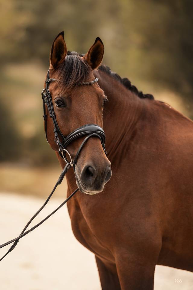 Gelding PRE Pure Spanish Bred For sale 2013 Bay
