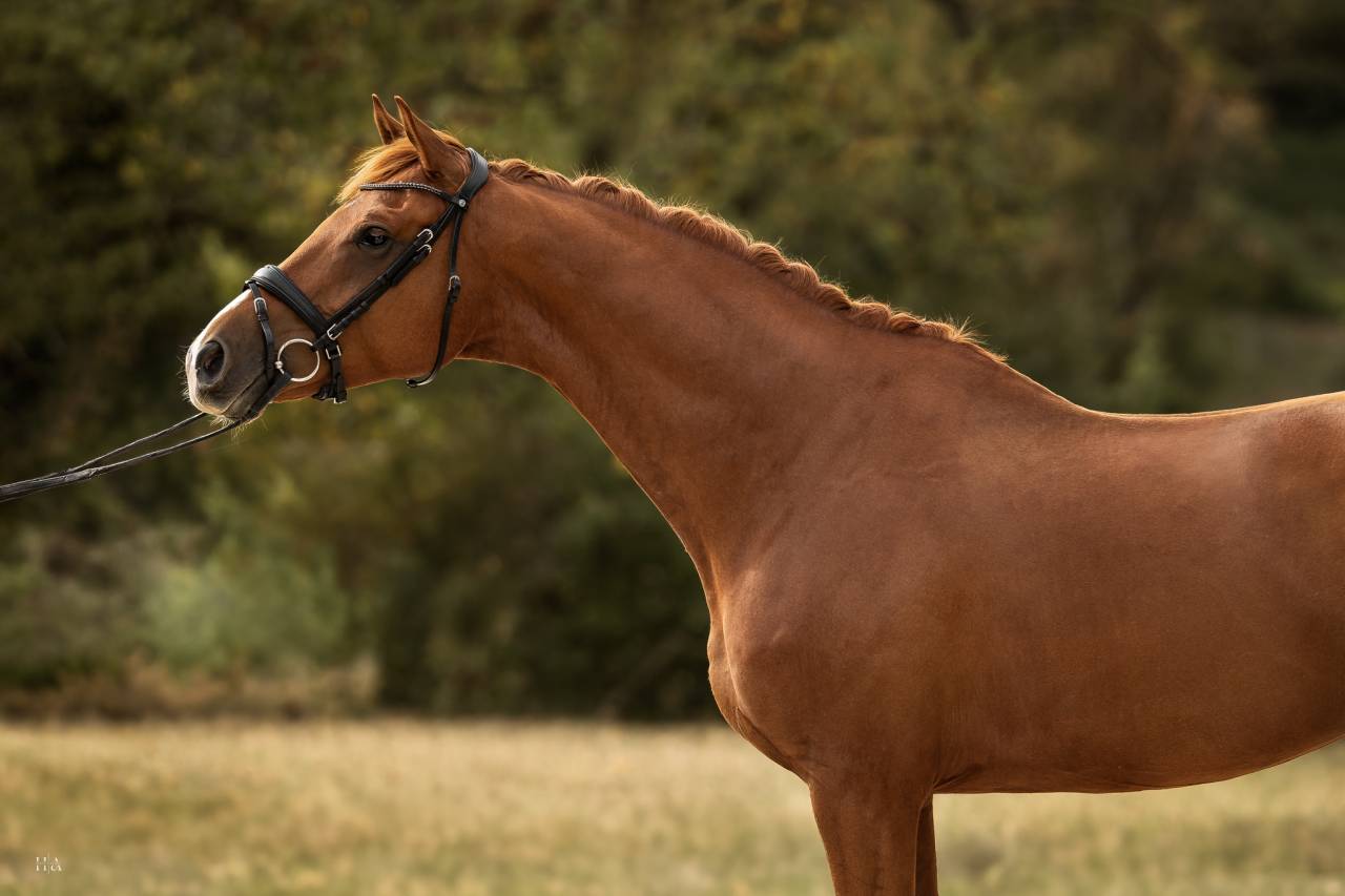 Gelding Oldenburg For sale 2018 Chesnut