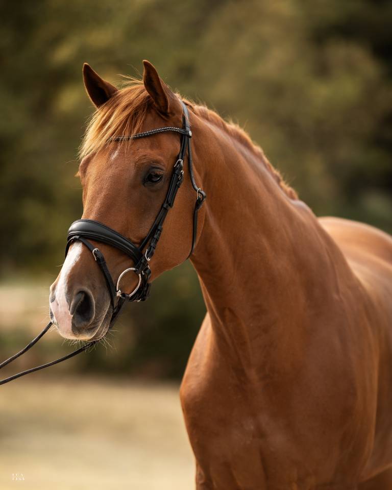 Gelding Oldenburg For sale 2018 Chesnut