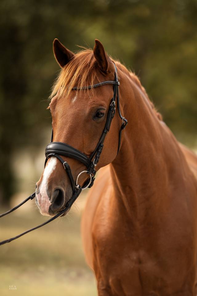 Gelding Oldenburg For sale 2018 Chesnut