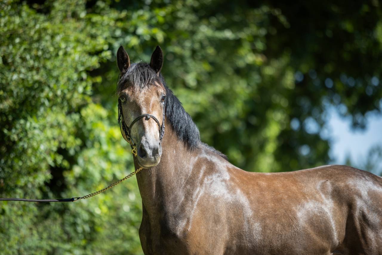 Gelding French Saddle Pony For sale 2023 Grey