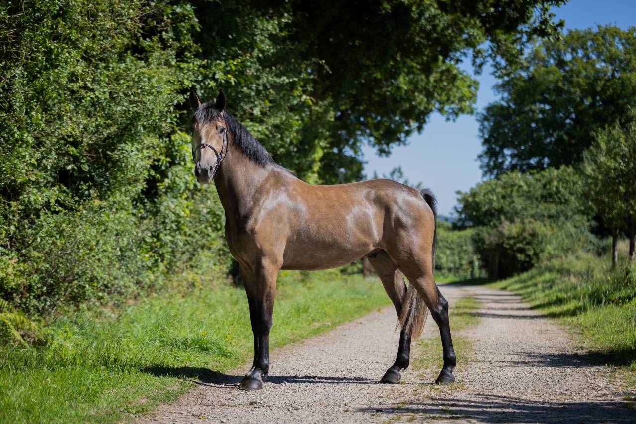 Gelding French Saddle Pony For sale 2023 Grey