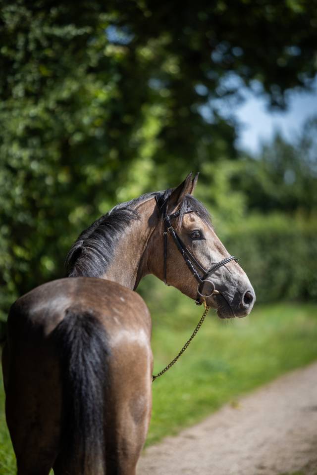 Gelding French Saddle Pony For sale 2023 Grey
