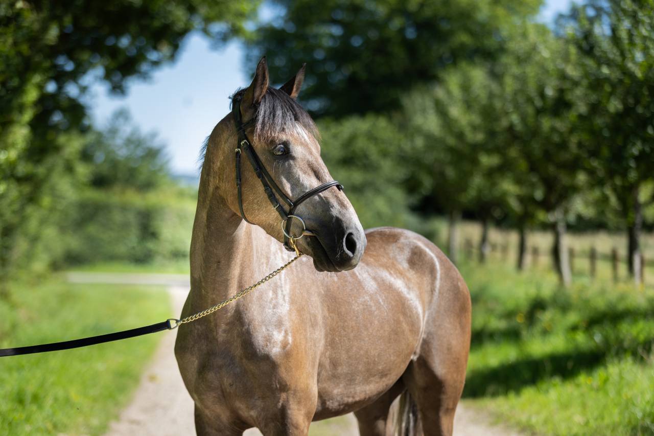 Gelding French Saddle Pony For sale 2023 Grey