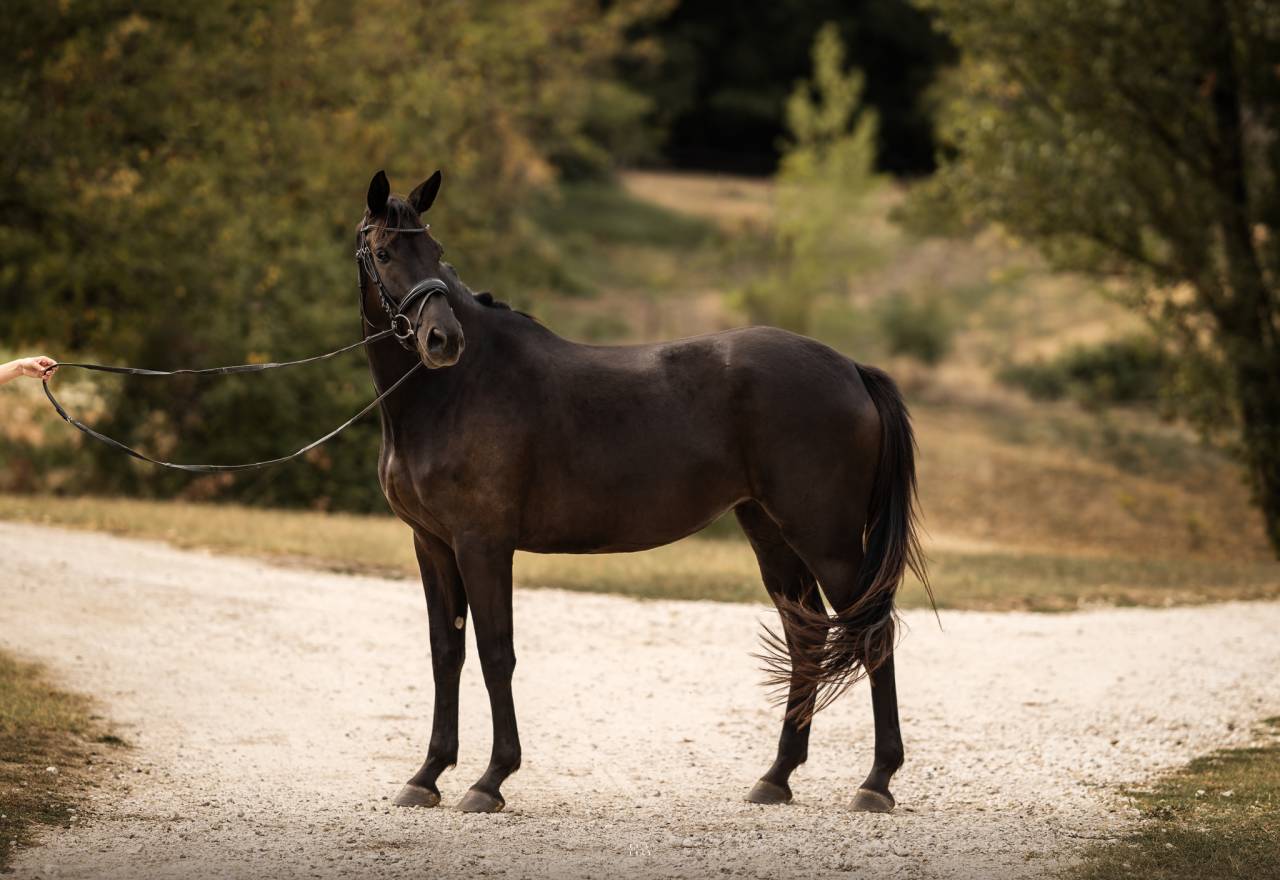 Mare Origin Recorded For sale 2022 Black