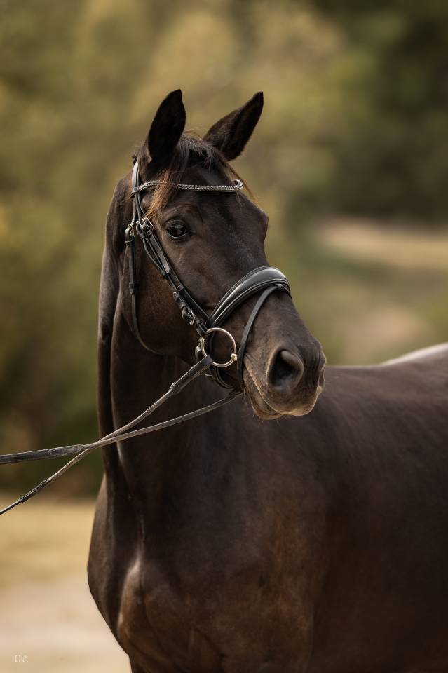 Mare Origin Recorded For sale 2022 Black