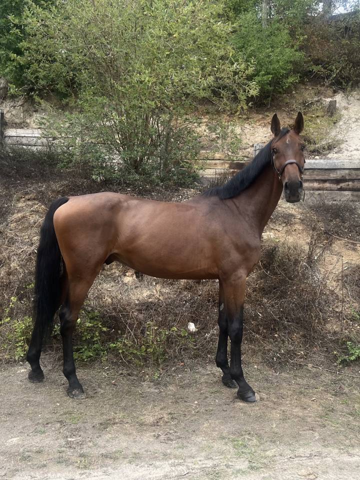 Gelding Zangersheide For sale 2019 Bay