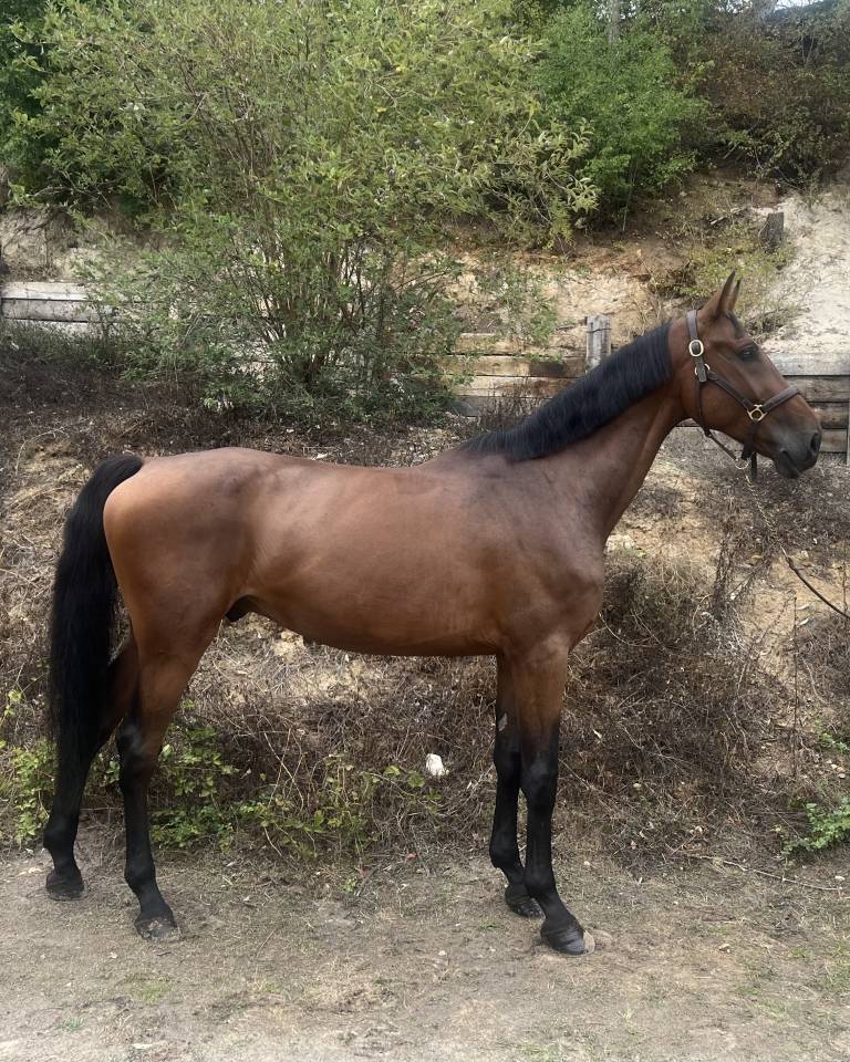 Gelding Zangersheide For sale 2019 Bay