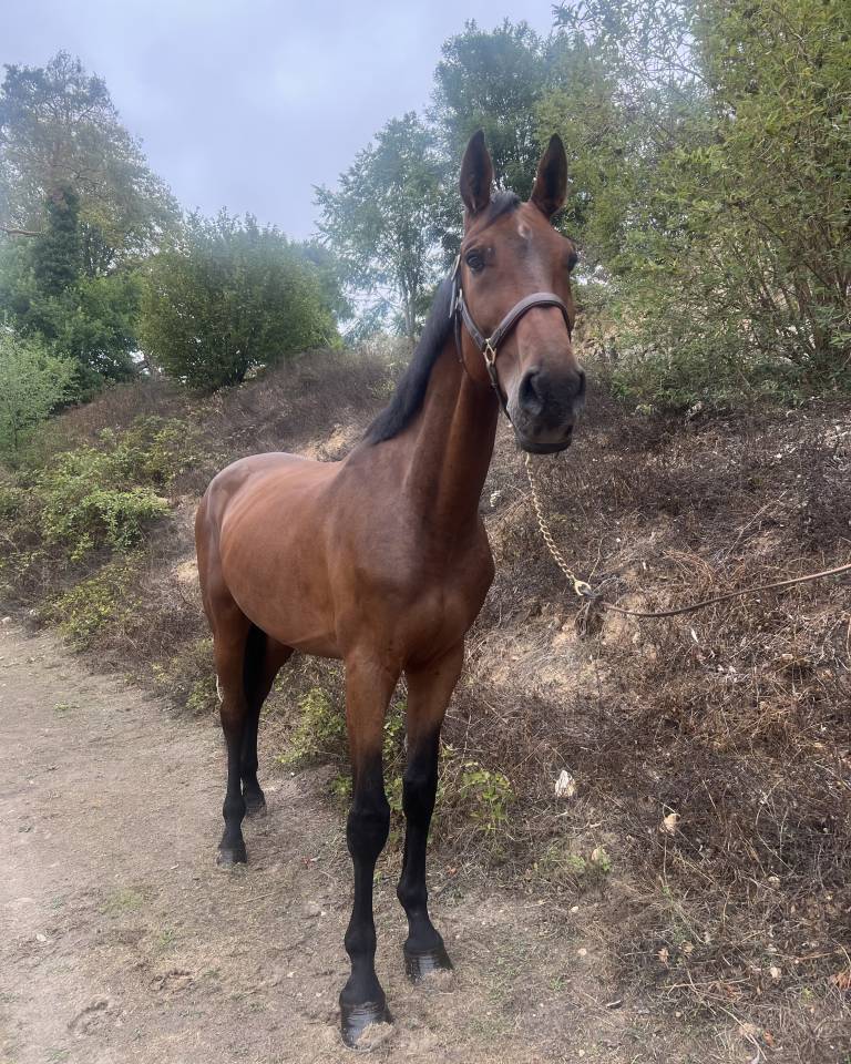 Gelding Zangersheide For sale 2019 Bay