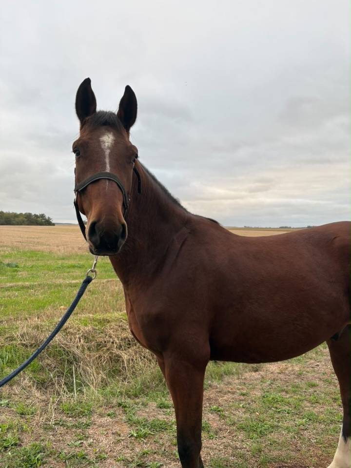 Gelding Origin Recorded For sale 2023 Bay