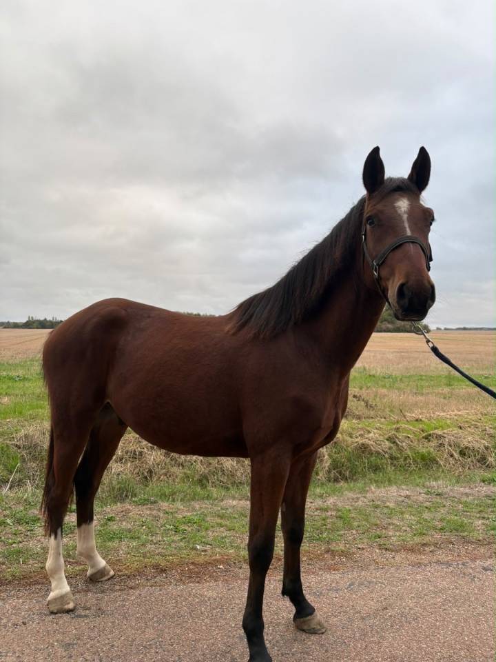 Gelding Origin Recorded For sale 2023 Bay