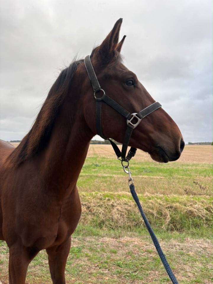 Gelding Origin Recorded For sale 2023 Bay