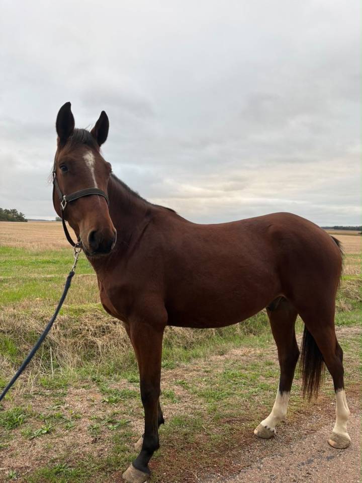 Gelding Origin Recorded For sale 2023 Bay