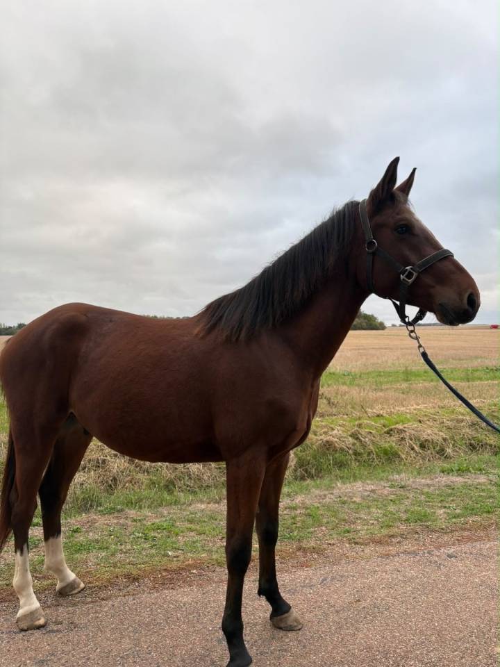 Gelding Origin Recorded For sale 2023 Bay