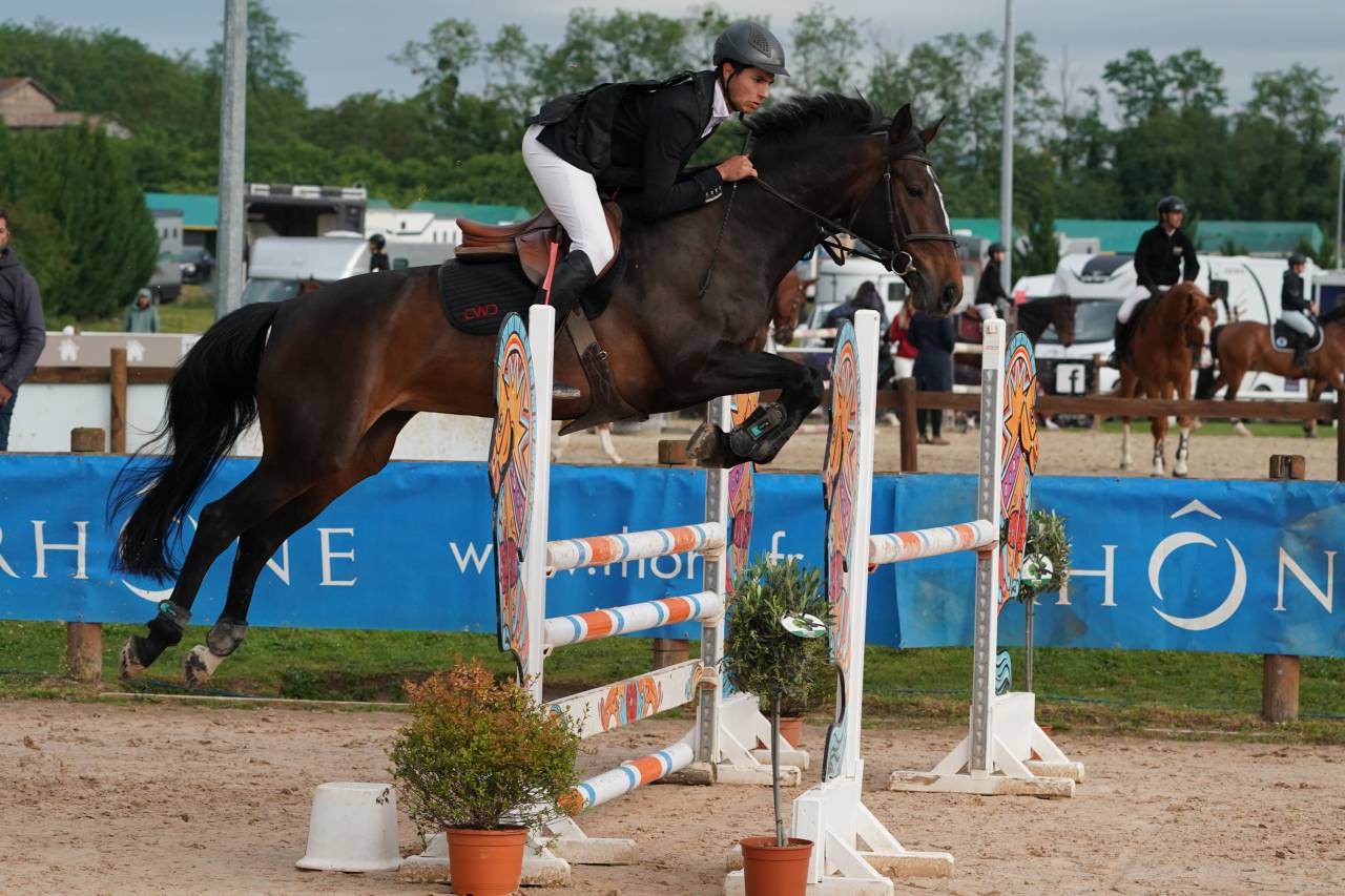 Mare Origin Recorded For sale 2017 Dark Bay