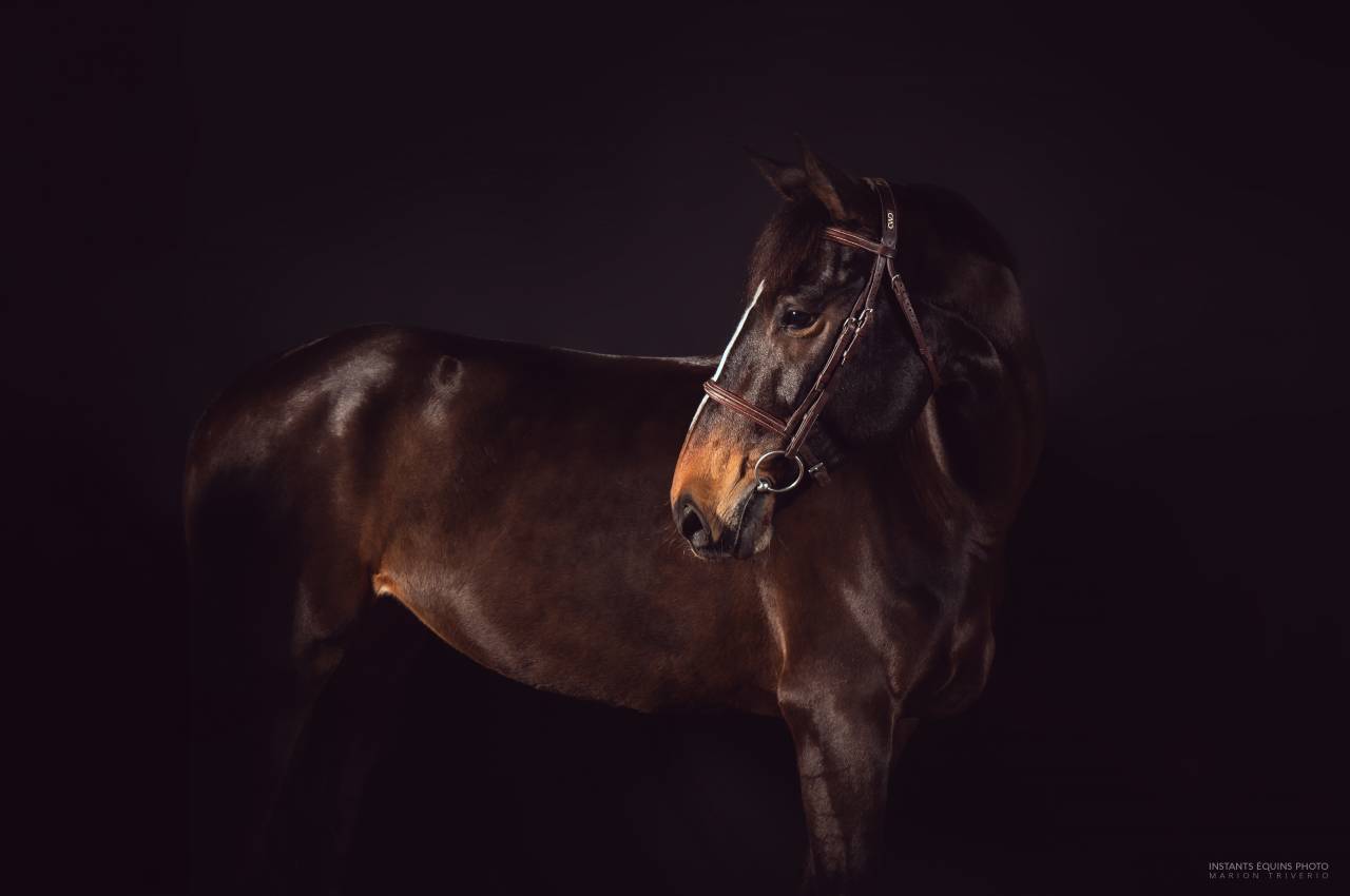 Mare Origin Recorded For sale 2017 Dark Bay