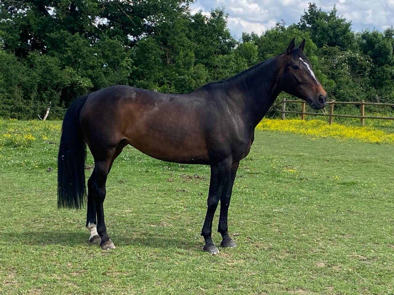 Mare Origin Recorded For sale 2017 Dark Bay