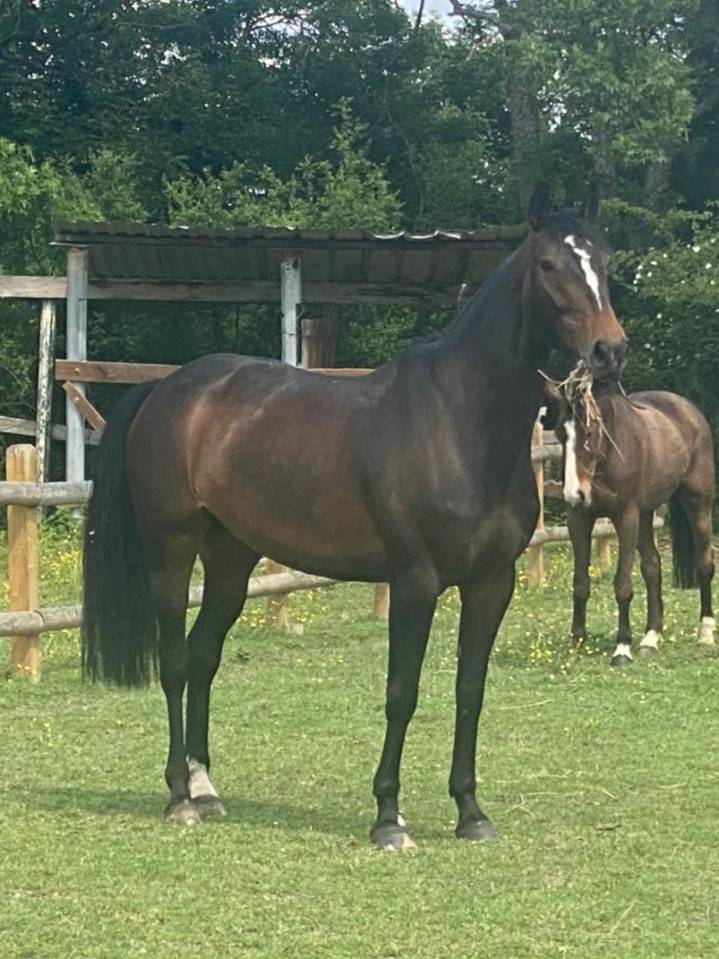Mare Origin Recorded For sale 2017 Dark Bay
