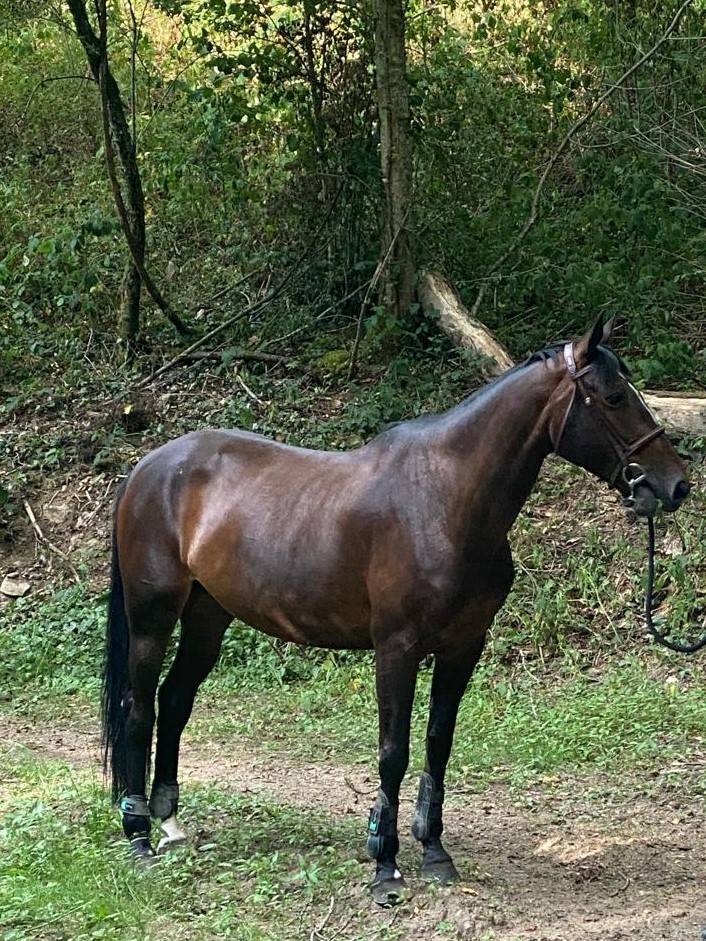 Mare Origin Recorded For sale 2017 Dark Bay