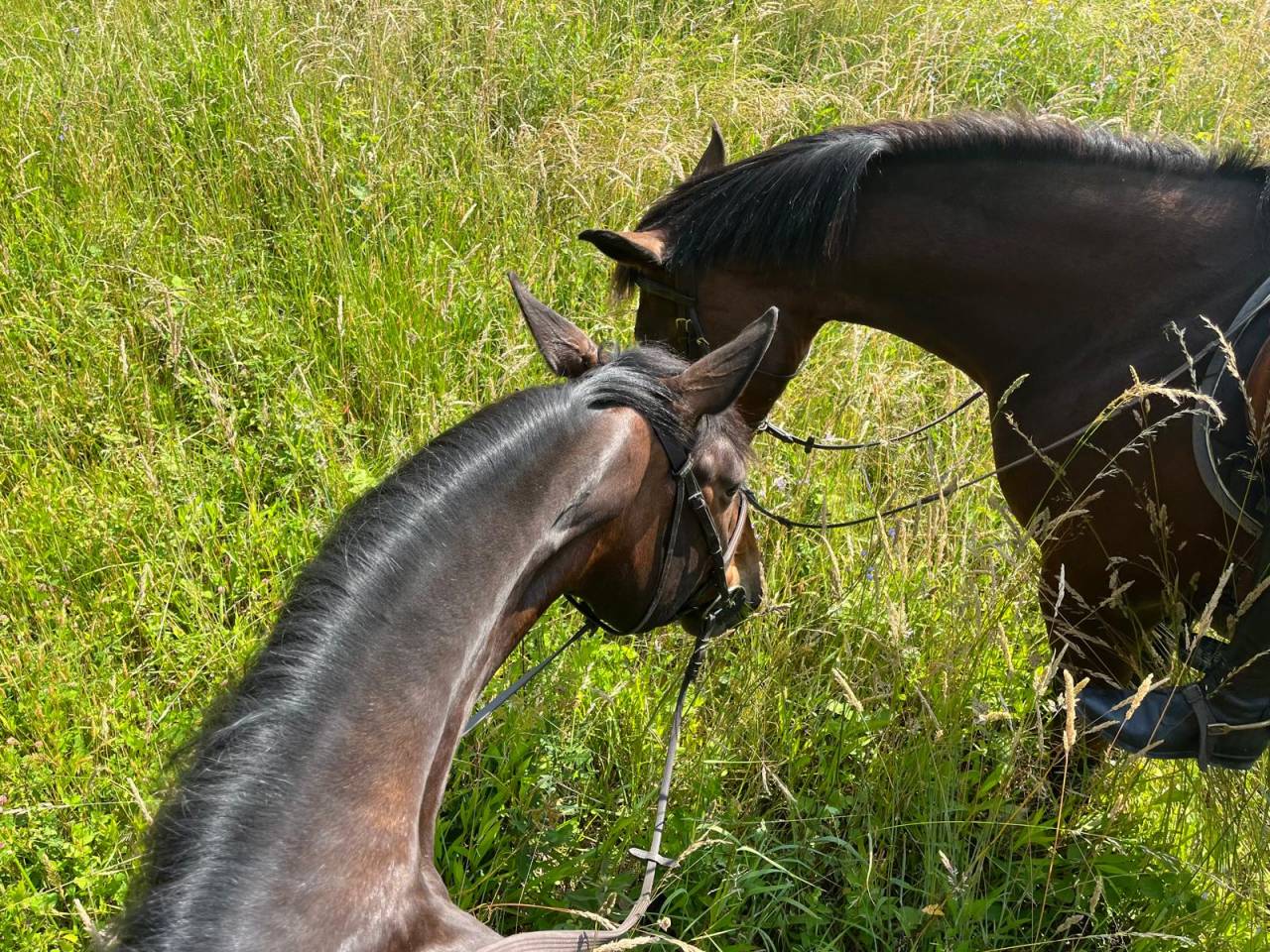 Mare Origin Recorded For sale 2017 Dark Bay