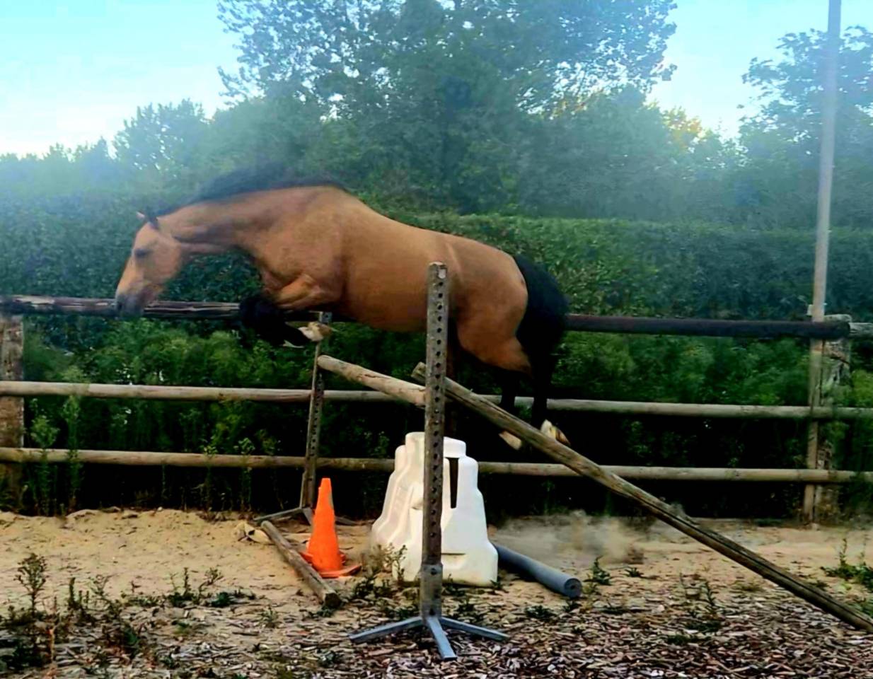 Gelding Origin Recorded For sale 2021 Buckskin
