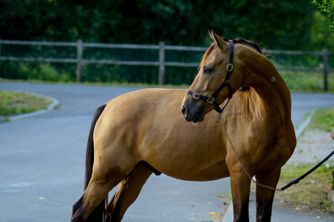 Gelding Origin Recorded For sale 2021 Buckskin
