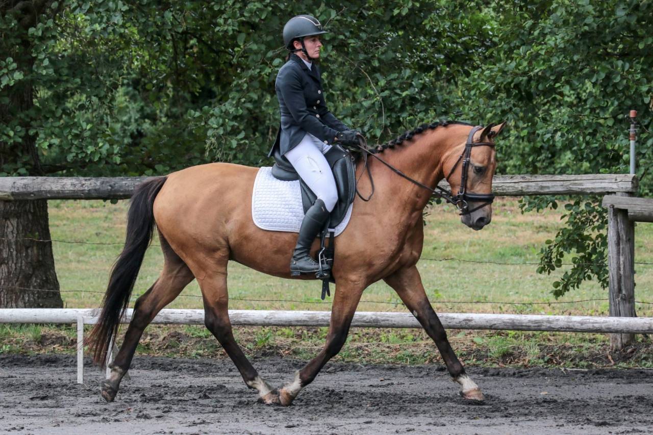 Gelding Origin Recorded For sale 2021 Buckskin