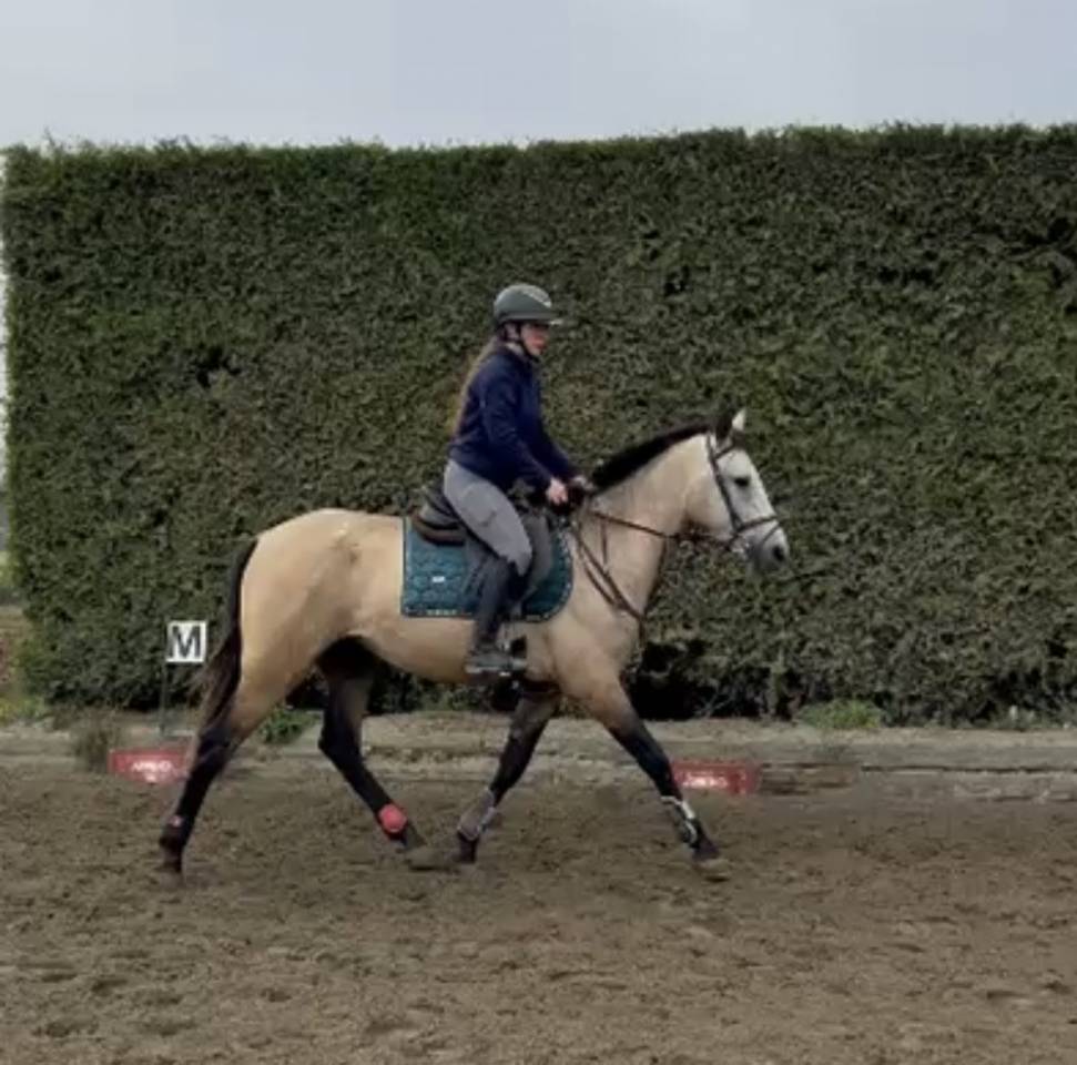 Gelding PRE Pure Spanish Bred For sale 2023 Buckskin